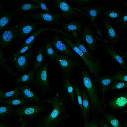 MDC1 Antibody (P2B11), Novus Biologicals 0.1mg; Unlabeled:Antibodies, Monoclonal